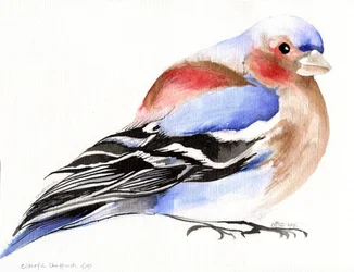 Colourful Chaffinch, 2011